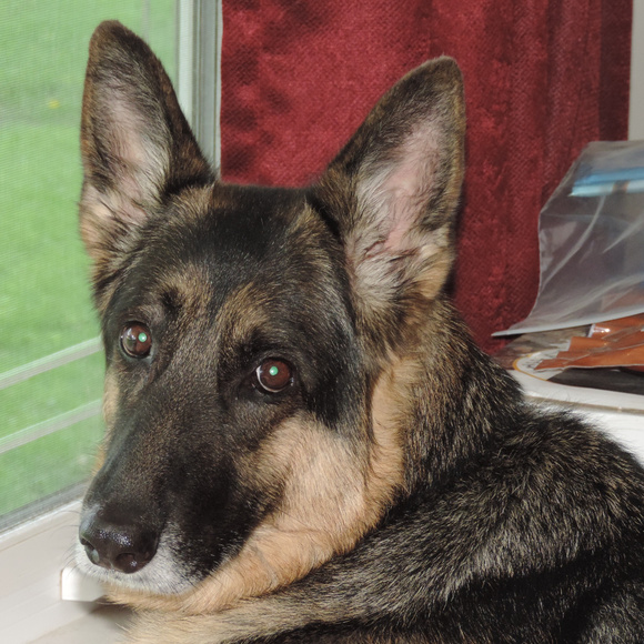 Meet your Posher, SunsetPainter - Picture 5 of 5